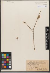 Foto von Salix wallichiana Andersson